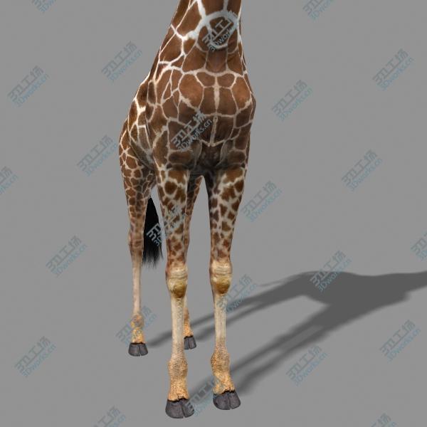 images/goods_img/202105072/Photoreal HD Giraffe/5.jpg